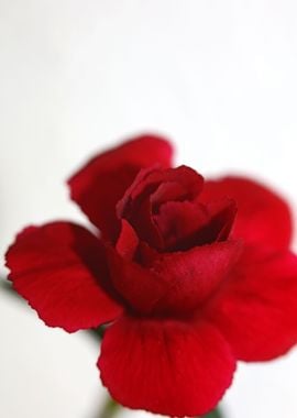 Dianthus flower macro