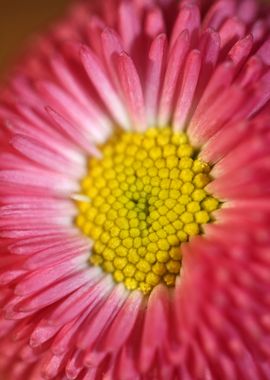 Bellis perennis Compositae