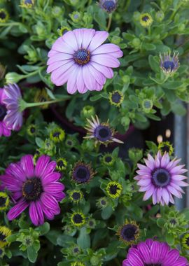 daisy in bloom in spring