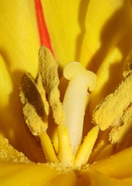 Yellow tulip stamens macro