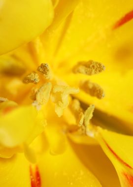 Yellow tulip stamens macro