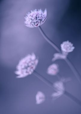 Purple macro flower,garden