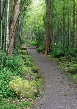 Cool bamboo trail