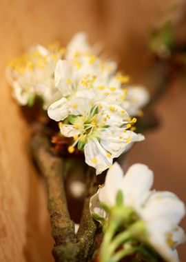 Prunus avium flower macro