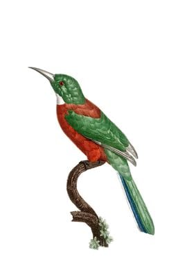 Vintage Great Jacamar Bird