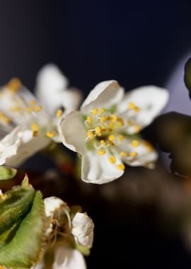 Prunus avium L rosaceae