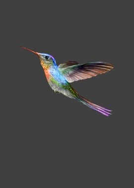 Colorful Hummingbird