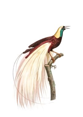 Emperor Bird Of Paradise