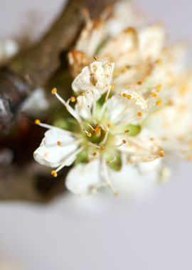 Prunus avium flower macro