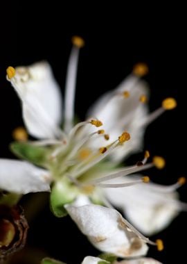 Prunus avium L rosaceae