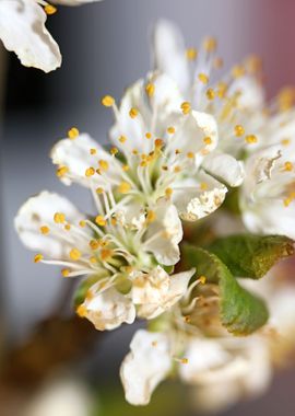 Prunus avium flower macro