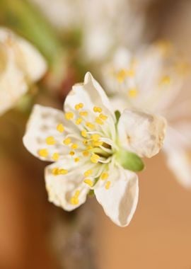 Prunus avium L rosaceae