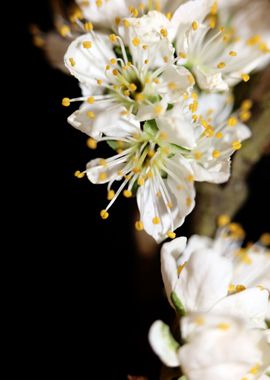 Prunus avium L rosaceae