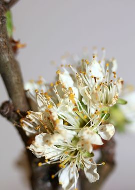 Prunus avium flower macro