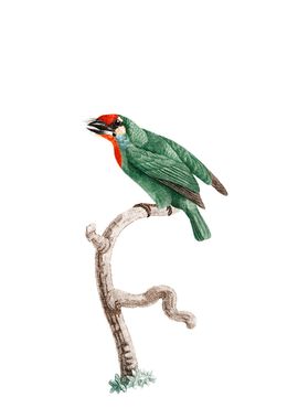 Vieillots Barbet Bird