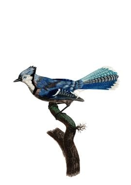 Vintage Blue Jay Bird