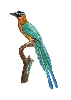 Vintage Motmot Bird Poster