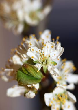 Prunus avium flower macro