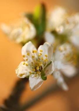 Prunus avium flower macro