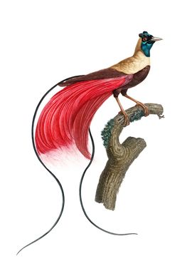 Red Bird Of Paradise Birds