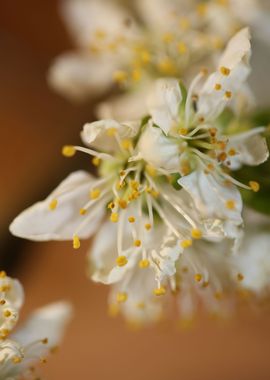 Prunus avium flower macro