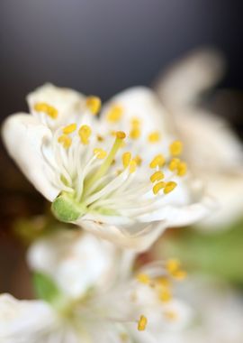 Prunus avium flower macro