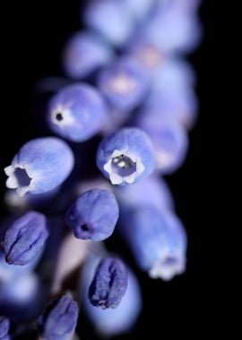 Muscari neglectum close up