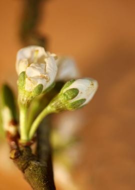 Prunus avium flower macro