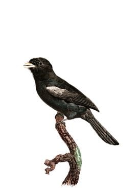 Black Fronted Nunbird Bird