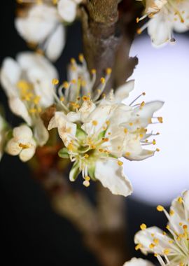 Prunus avium flower macro