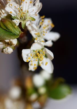 Prunus avium flower macro