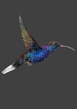 Blue Hummingbird