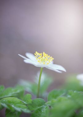 White flowers of anemones