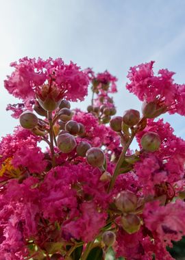 flower in bloom