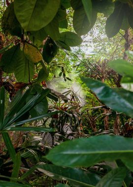 green flower jungle red