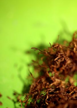 Rolling tobacco leaves