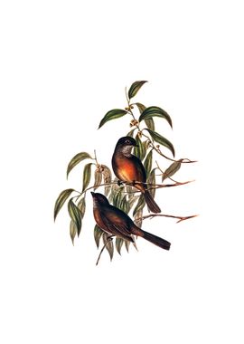 Olive Whistler Bird