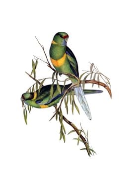 Barnards Parakeet Bird