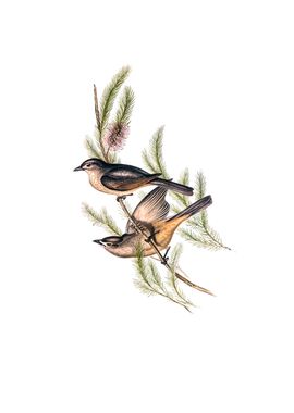 Buff Bellied Shrike Thrush