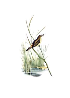 Vintage Reed Warbler Bird