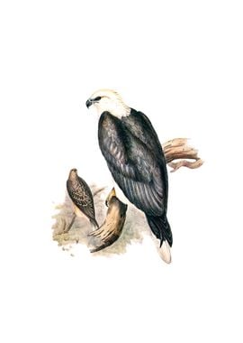 White Bellied Sea Eagle