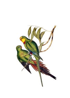 Black Tailed Parakeet Bird