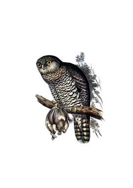 Vintage Powerful Owl Bird