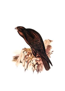 Vintage Black Falcon Bird