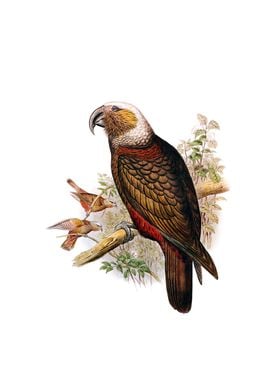 New Zealand Kaka Parrot