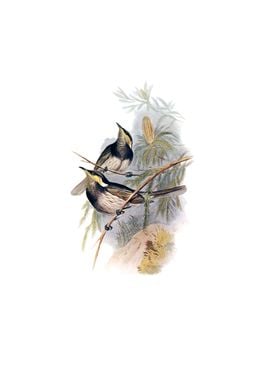 Fasciated Honeyeater Bird