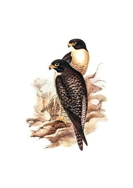 Black Cheeked Falcon Bird