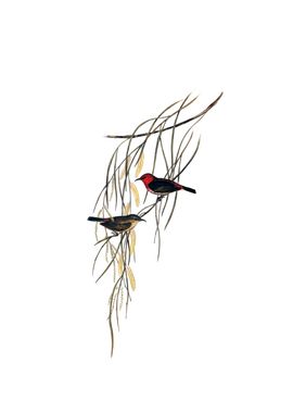 Vintage Scarlet Honeyeater