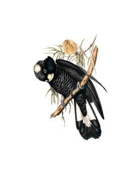 Baudins Black Cockatoo