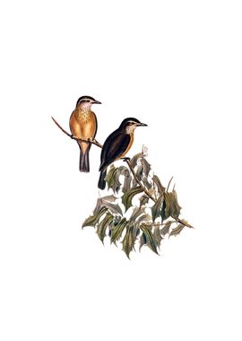 Rufous Shrike Thrush Bird